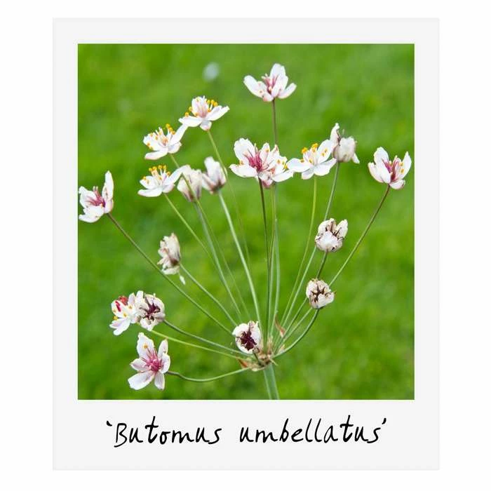 H35cm Natural Rock Wildlife-Friendly Pond-In-A-Pot Kit - Image 5