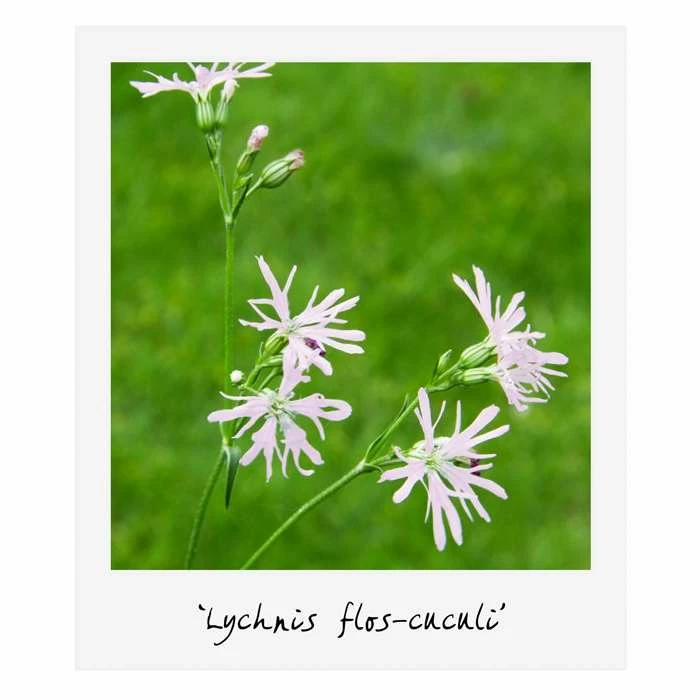 H35cm Natural Rock Wildlife-Friendly Pond-In-A-Pot Kit - Image 6