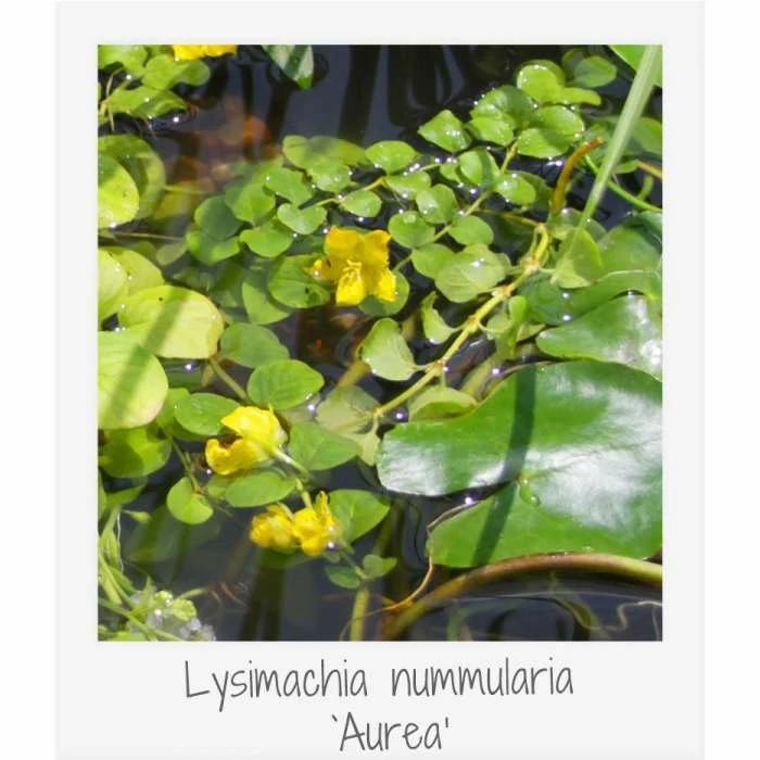 H35cm Natural Rock Wildlife-Friendly Pond-In-A-Pot Kit - Image 7