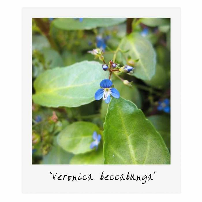 H35cm Natural Rock Wildlife-Friendly Pond-In-A-Pot Kit - Image 9