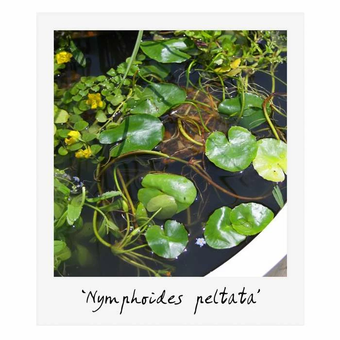 H35cm Natural Rock Wildlife-Friendly Pond-In-A-Pot Kit - Image 10