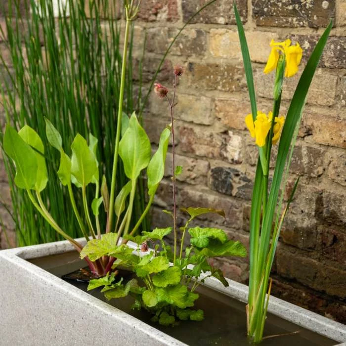 W80cm 'Pond in a Pot' Trough White Fibreglass Planter - Image 3