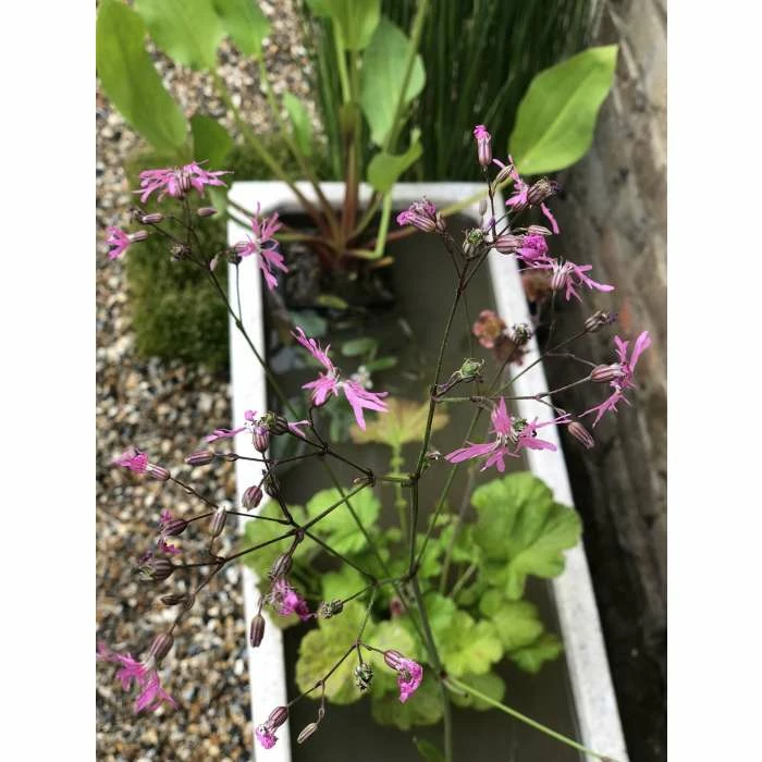 W80cm 'Pond in a Pot' Trough White Fibreglass Planter - Image 5