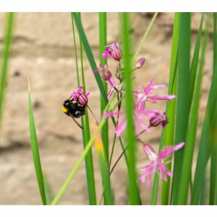 W80cm 'Pond in a Pot' Trough White Fibreglass Planter - Image 7