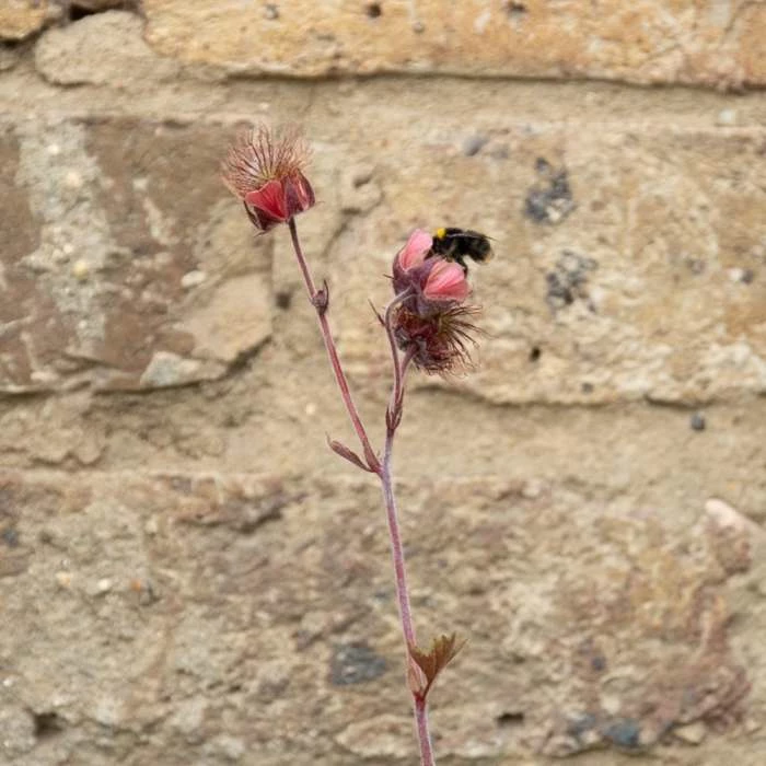 W80cm 'Pond in a Pot' Trough White Fibreglass Planter - Image 8