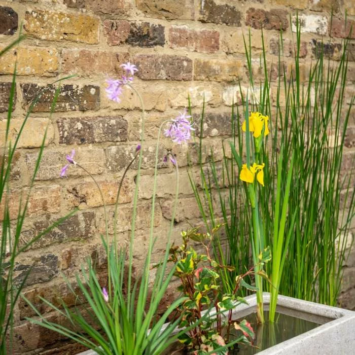 W80cm Ornamental 'Pond in a Pot' Trough White Fibreglass Planter - Image 4