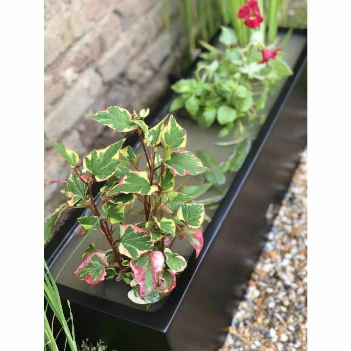 W80cm Ornamental 'Pond in a Pot' Trough Black Fibreglass Planter - Image 4